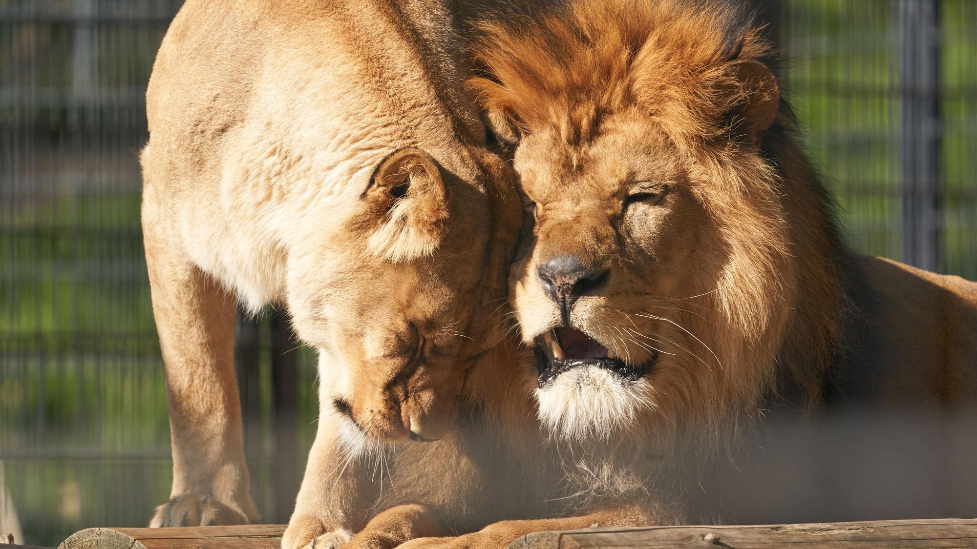Berberlöwe „Schröder“ kuschelt in seinem Gehege im Zoo Neuwied.