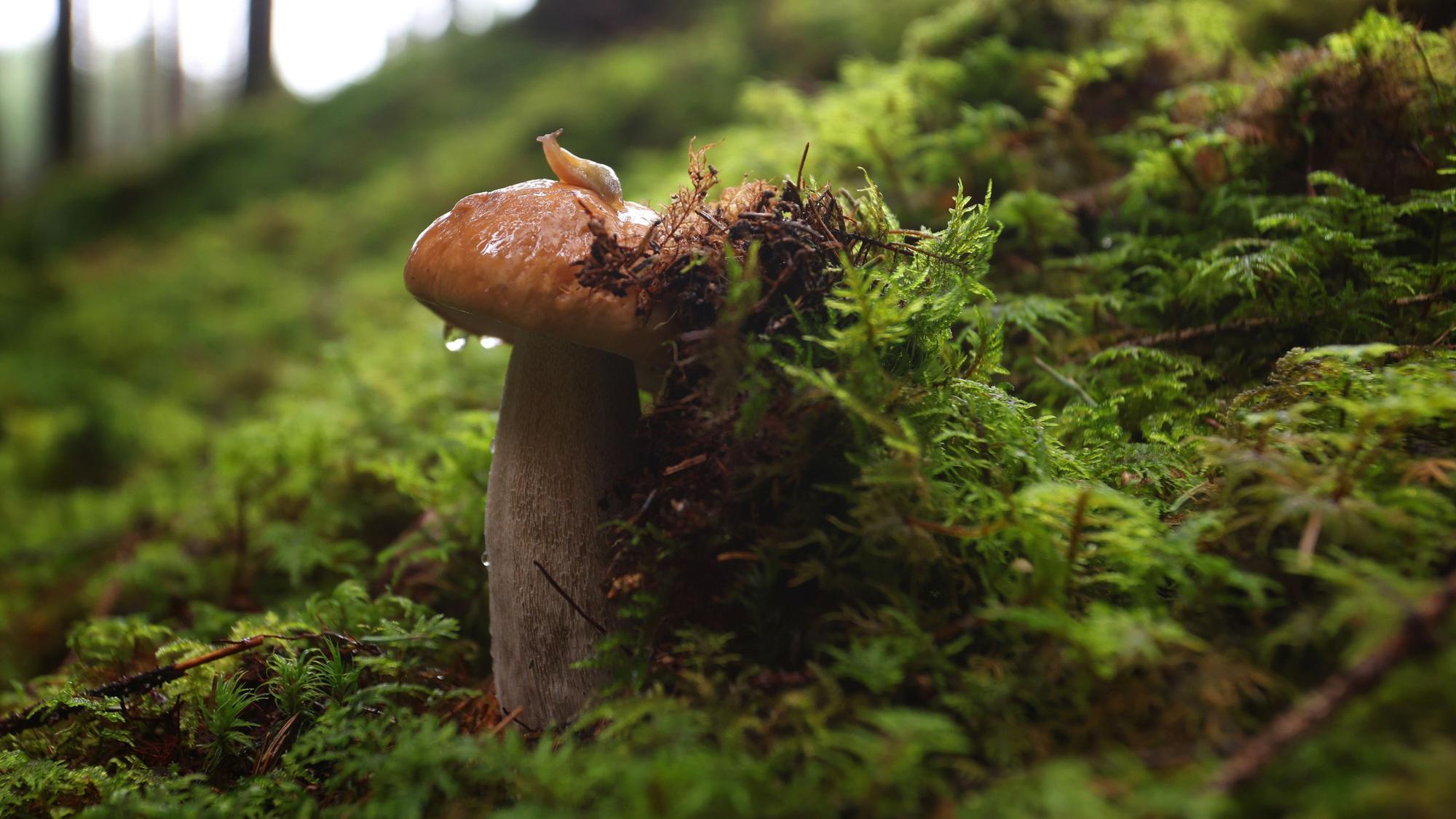Eine Schnecke sitzt in einem Wald auf einem Steinpilz.
