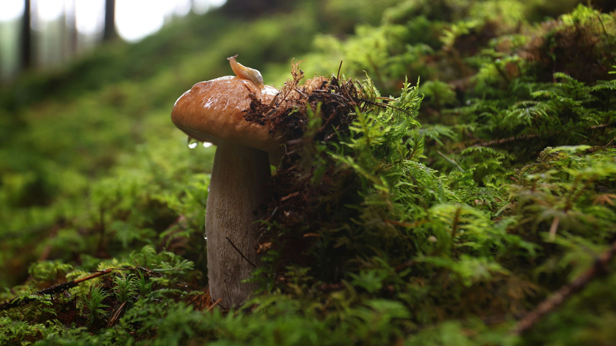 Eine Schnecke sitzt in einem Wald auf einem Steinpilz.