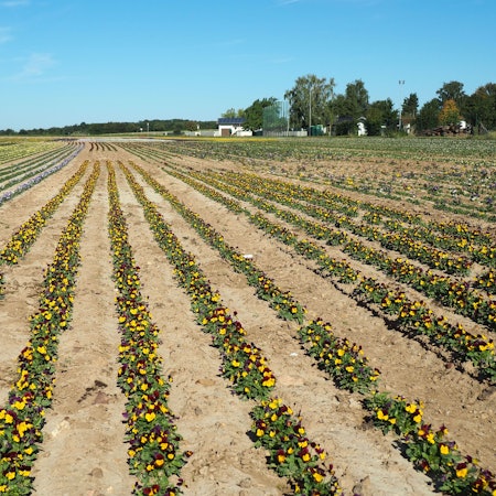 Viele Reihen Stiefmütterchen erstrecken sich unter blauem Himmel.