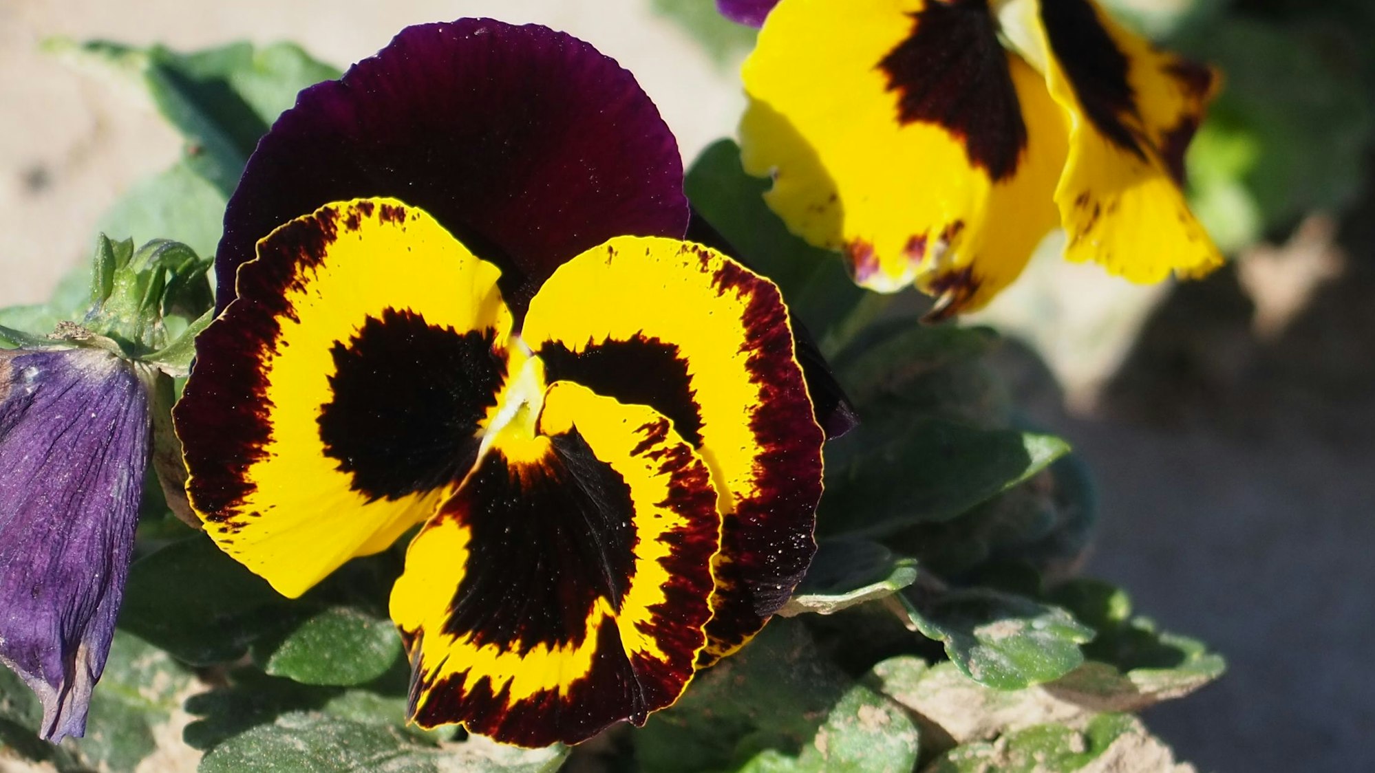 Eine Stiefmütterchenblüte in Gelb und dunklem Violett.
