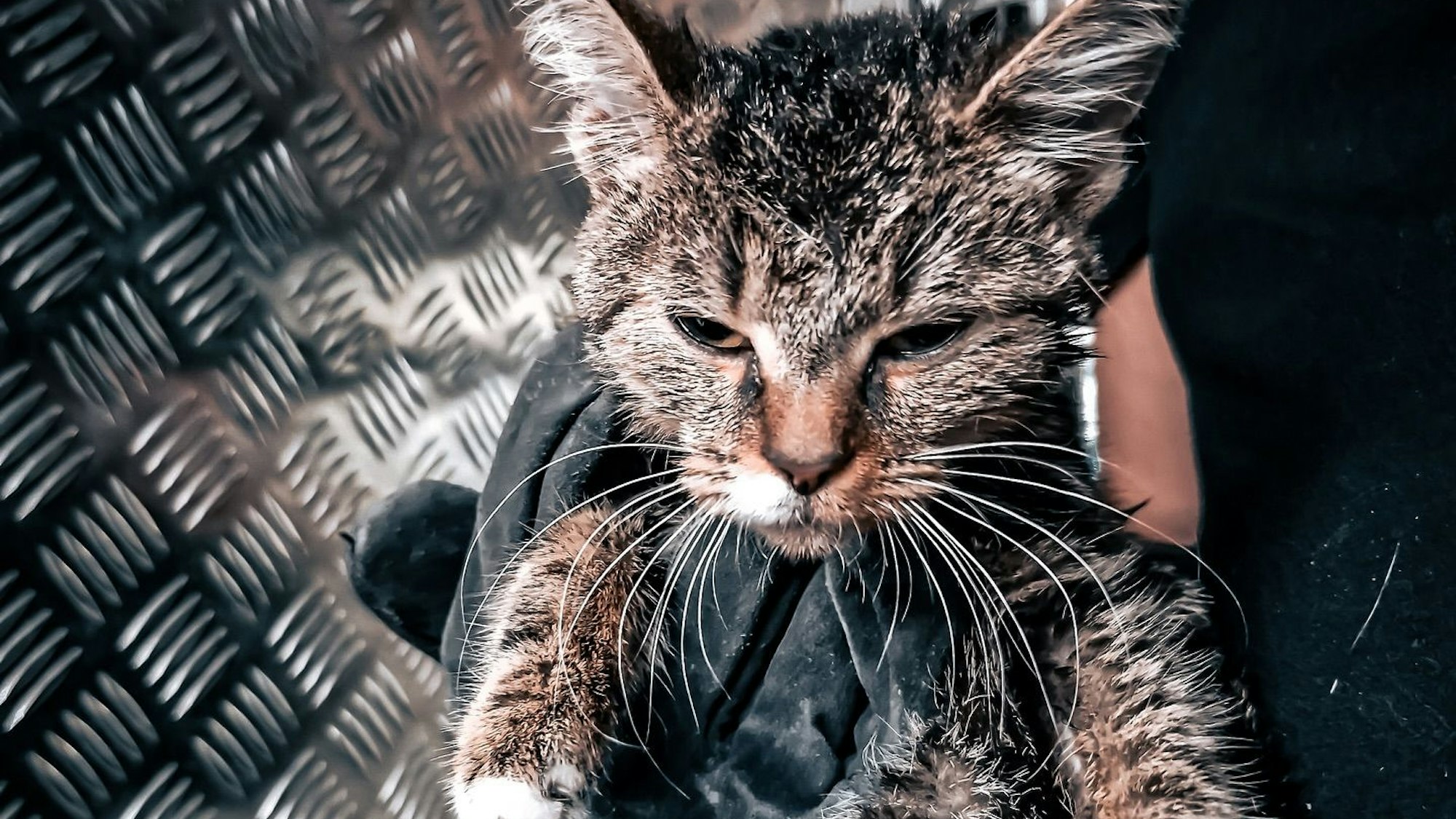 Ein Feuerwehrmann hält die gerettete Katze.