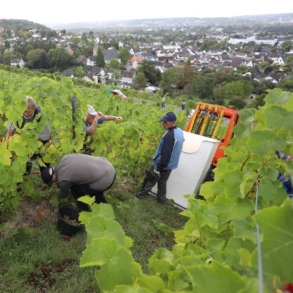 Ernte im Siebengebirge: Winzermeister Bernd Blöser und sein Team lesen die Trauben per Hand – ein arbeitsintensiver, aber traditionsreicher Schritt auf dem Weg zum neuen Jahrgang.