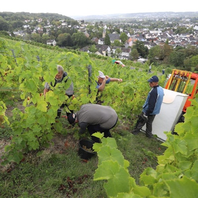 Ernte im Siebengebirge: Winzermeister Bernd Blöser und sein Team lesen die Trauben per Hand – ein arbeitsintensiver, aber traditionsreicher Schritt auf dem Weg zum neuen Jahrgang.