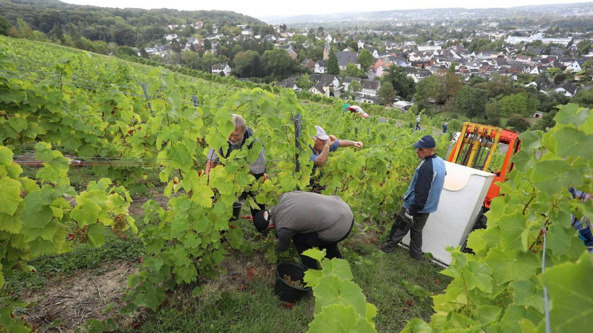 Ernte im Siebengebirge: Winzermeister Bernd Blöser und sein Team lesen die Trauben per Hand – ein arbeitsintensiver, aber traditionsreicher Schritt auf dem Weg zum neuen Jahrgang.