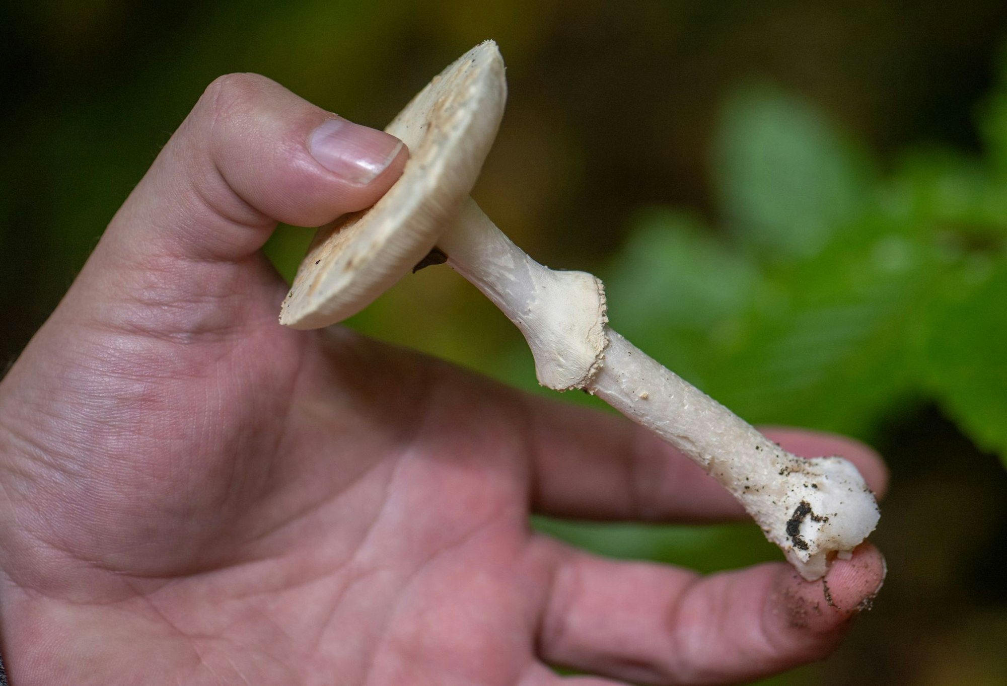 Achtung Verwechlungsgefahr: Giftige Knollenblätterpilze werden immer wieder für Champignons gehalten. (Archivbild)