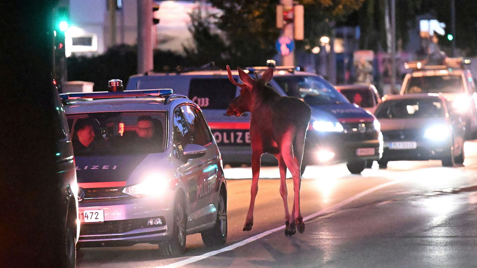 Elch Emil steht zwischen Autos auf einer Straße. Mehrere Wochen war Emil als „Wahl-Niederösterreicher“ im Bundesland Niederösterreich unterwegs. (Archivbild)