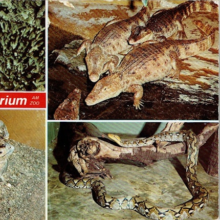 Das Bild zeigt eine Postkarte mit Abbildungen von Tieren aus dem Kölner Aquarium.