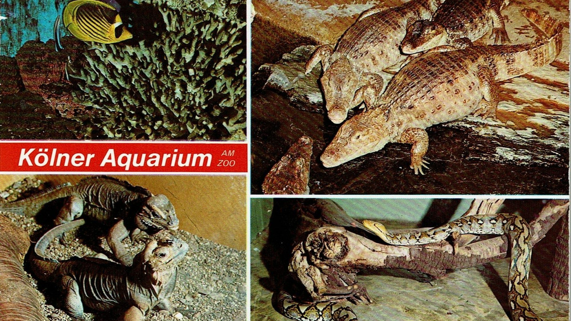 Das Bild zeigt eine Postkarte mit Abbildungen von Tieren aus dem Kölner Aquarium.