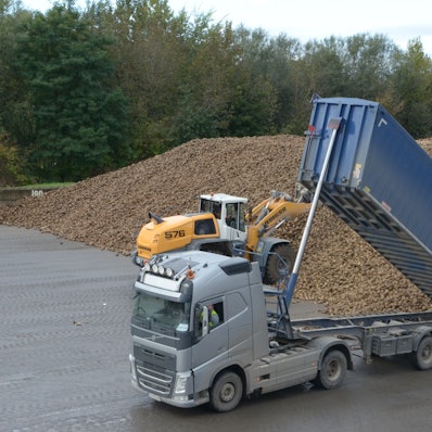 Ein Schwerlastwagen kippt Rüben auf einen großen Haufen.