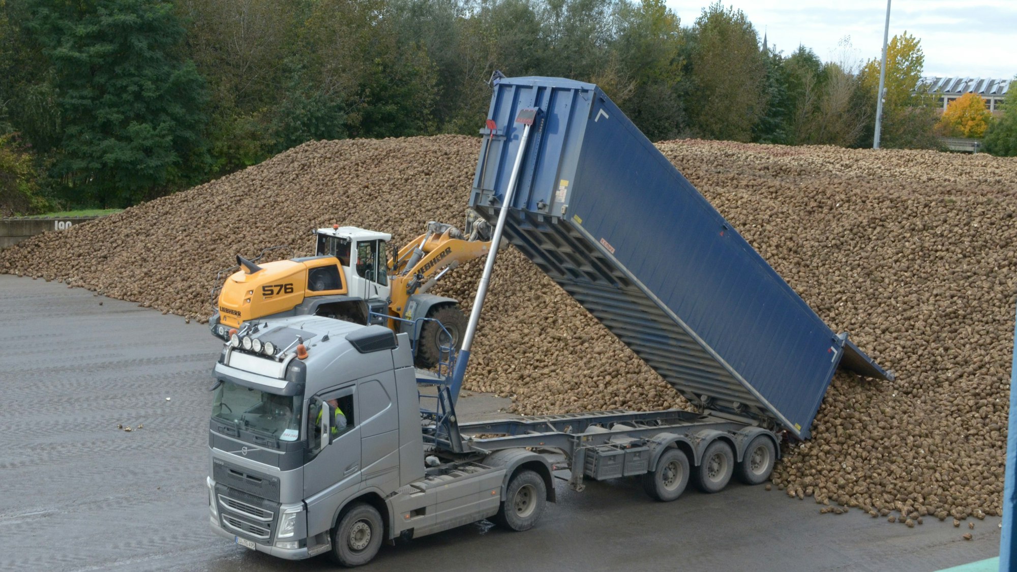Ein Schwerlastwagen kippt Rüben auf einen großen Haufen.