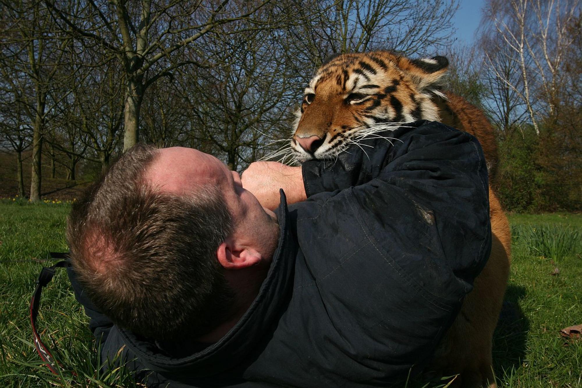 Jörg Adam bei Fotoaufnahmen mit einem Tiger.