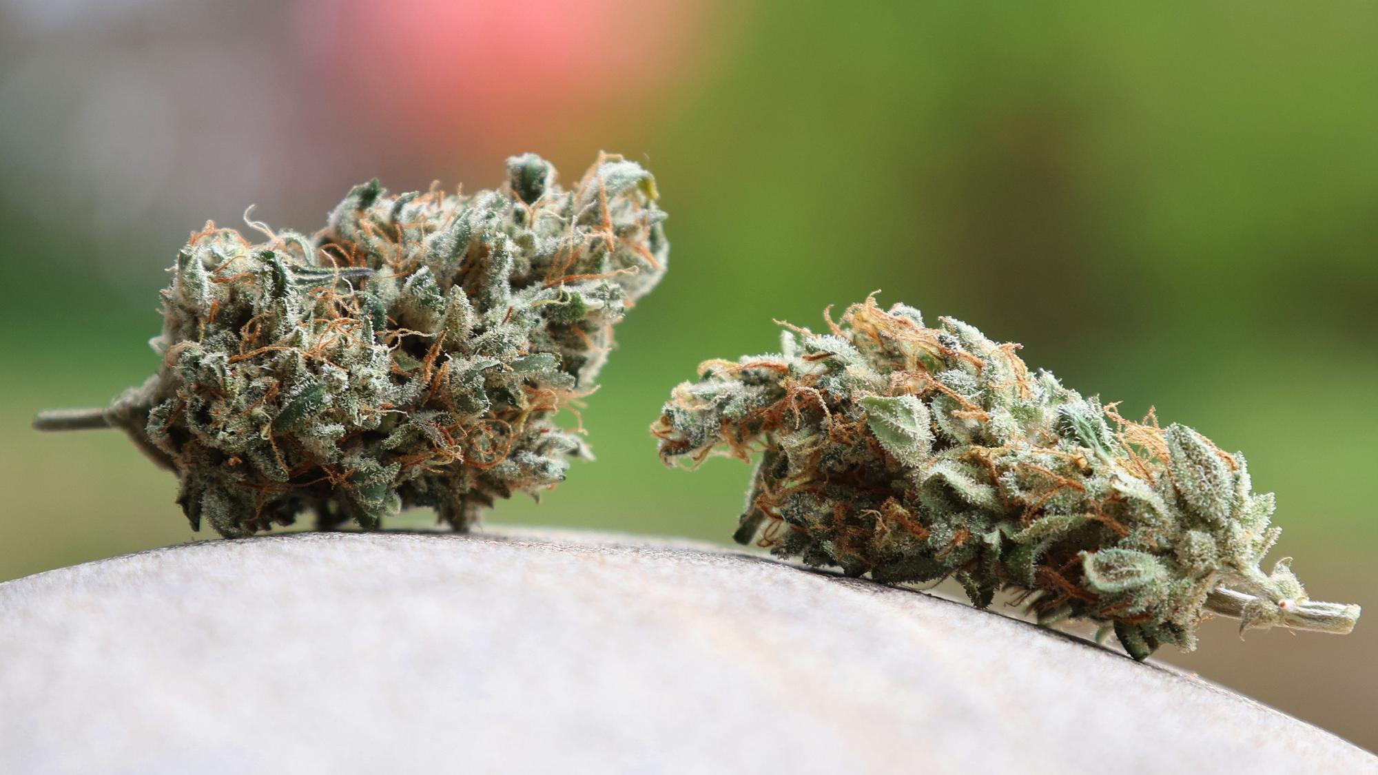 Getrocknete Cannabis-Blüten liegen auf einem Stein.