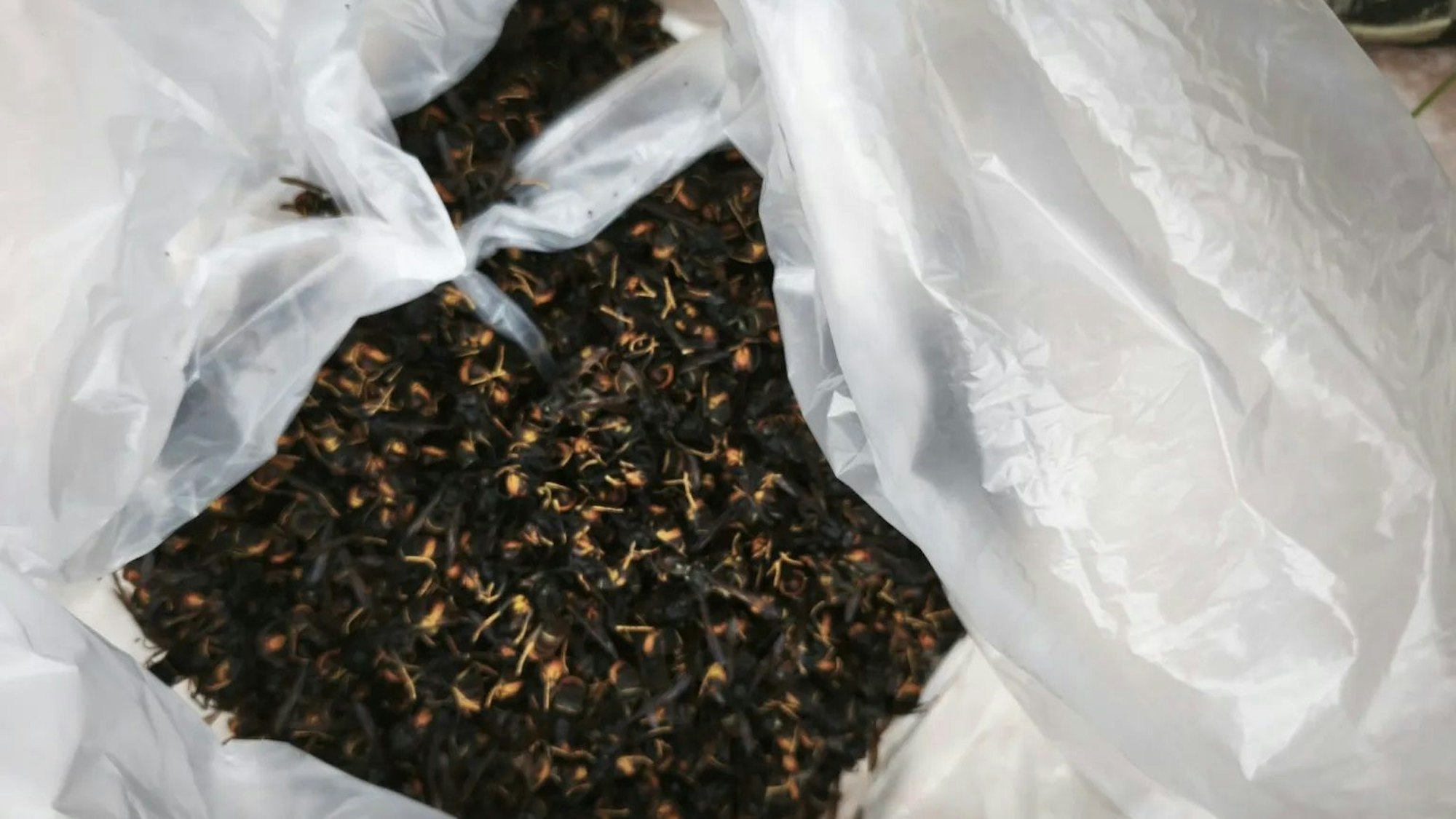 Eine Tüte voller toter Asiatischer Hornissen nach dem Einsatz in Köln.