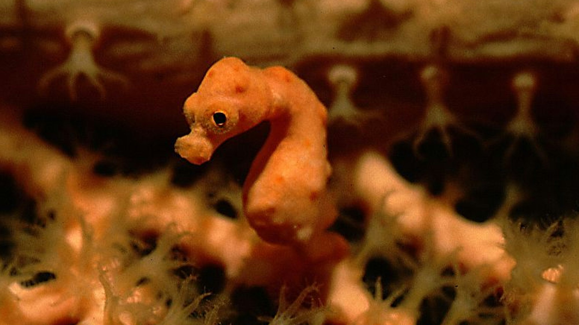 Ein winziges Seepferdchen