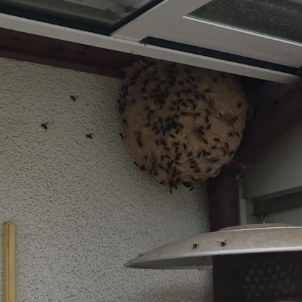 Ein Nest der Asiatischen Hornisse in Köln.