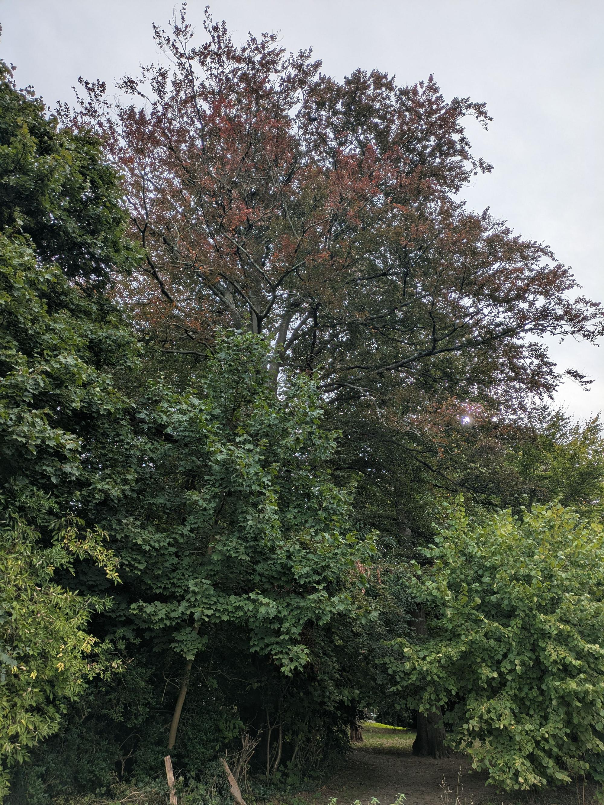 Diese Blutbuche im Tillmannspark wird gefällt.