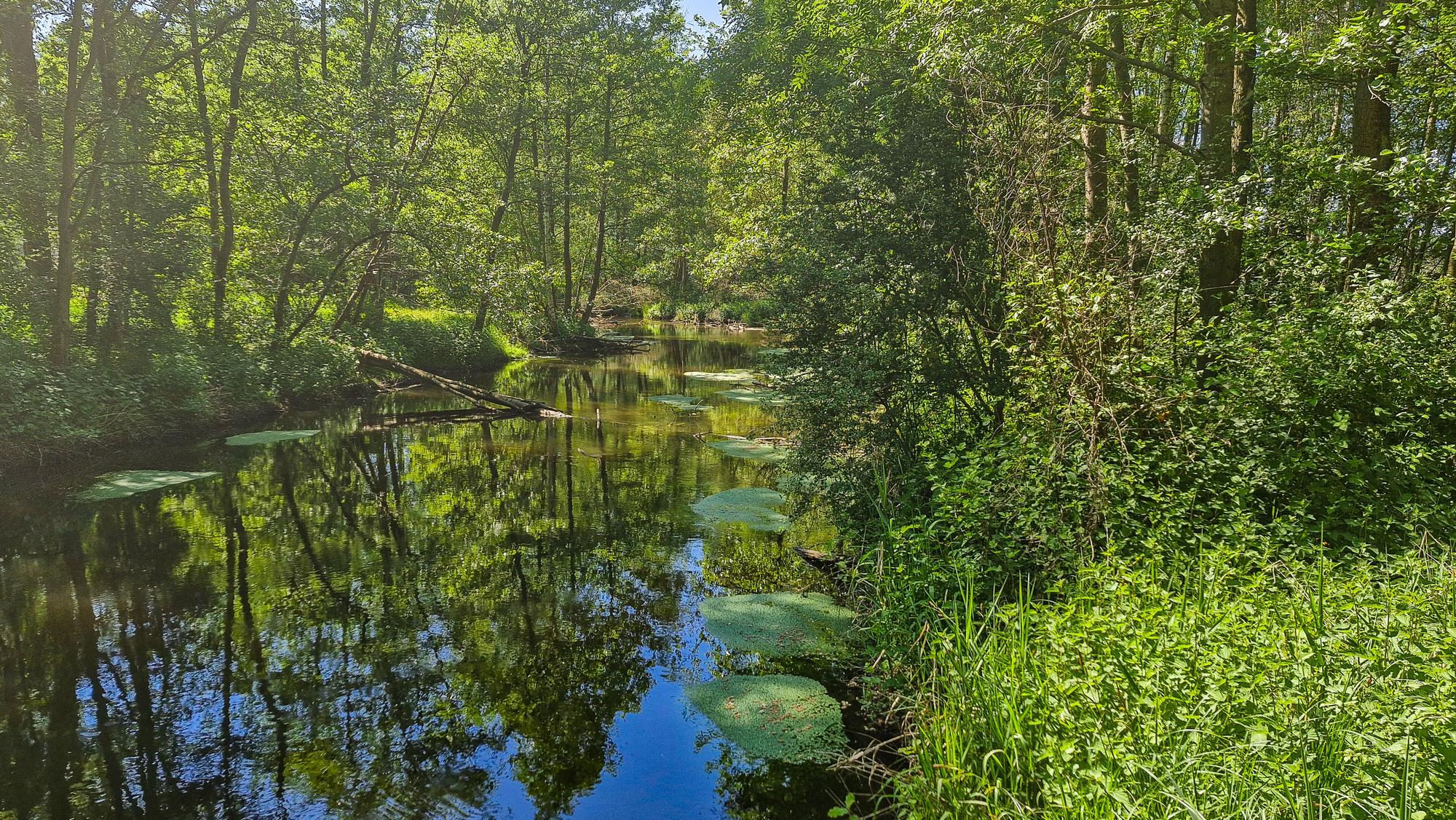 Ein Feuchtgebiet von Menschenhand: die renaturierte Schwalm im Naturpark Schwalm-Nette.
