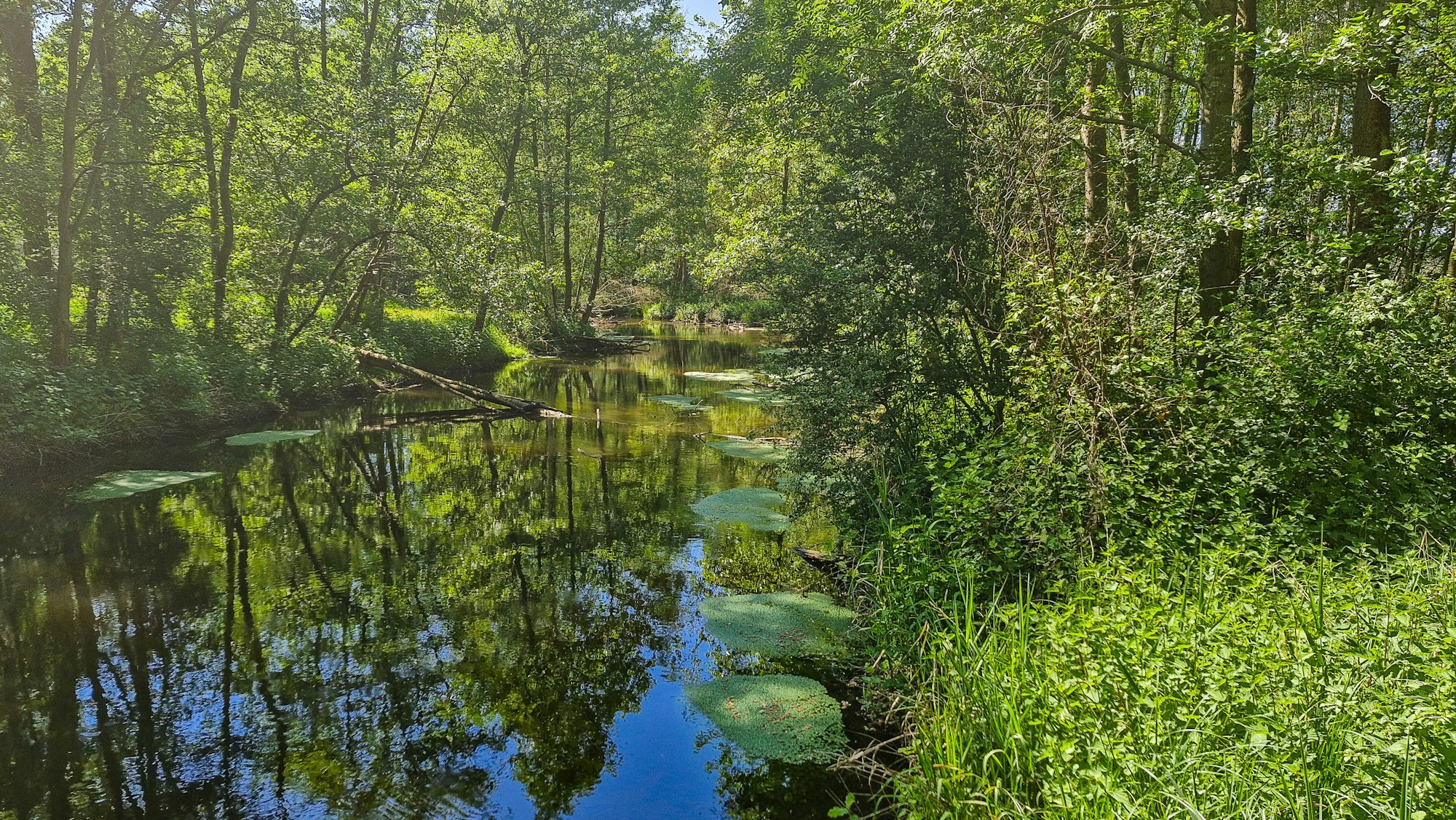 Ein Feuchtgebiet von Menschenhand: die renaturierte Schwalm im Naturpark Schwalm-Nette.