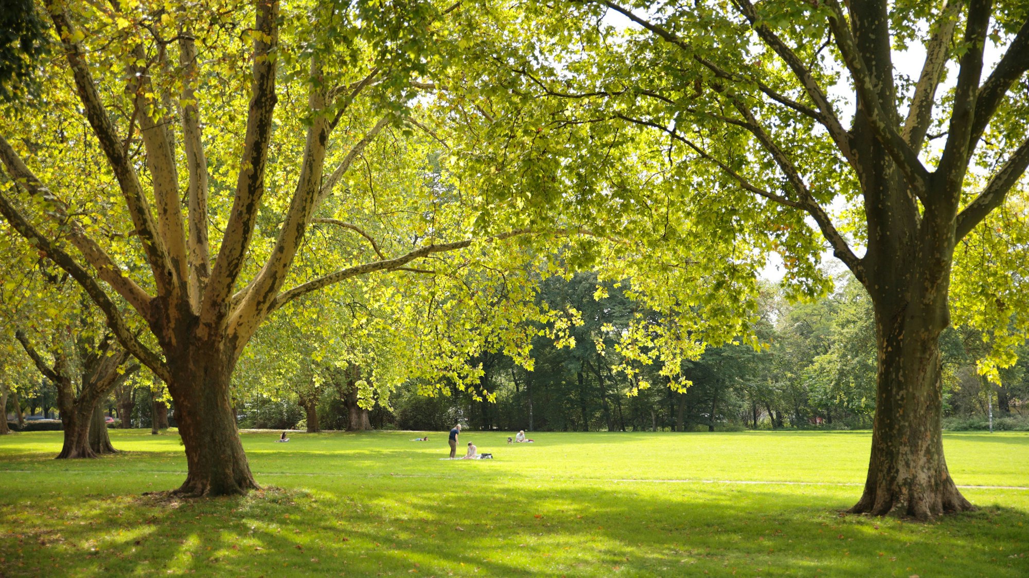 Sonne im Herbst im Kölner Grüngürtel.