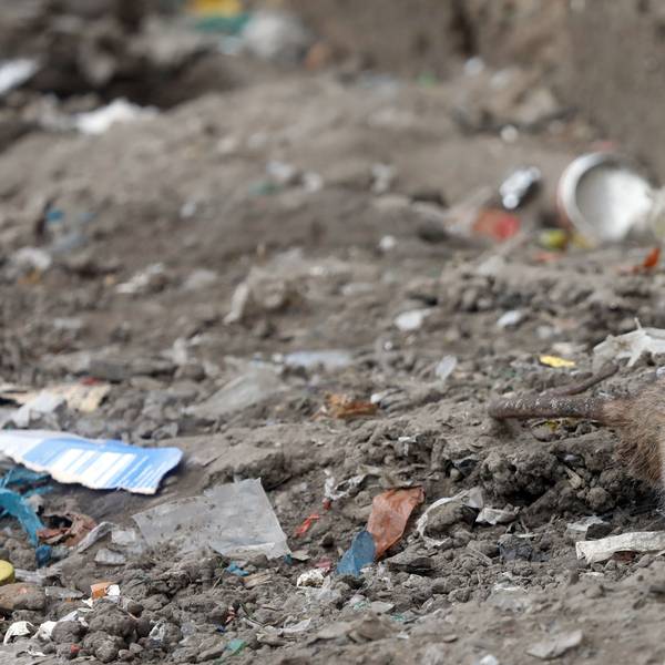 Eine Ratte kommt aus ihrem Bau heraus. Dieses Exemplar wurde am Kölnberg in Meschenich gesichtet.