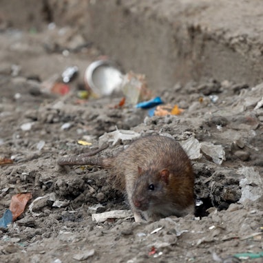 Eine Ratte kommt aus ihrem Bau heraus. Dieses Exemplar wurde am Kölnberg in Meschenich gesichtet.