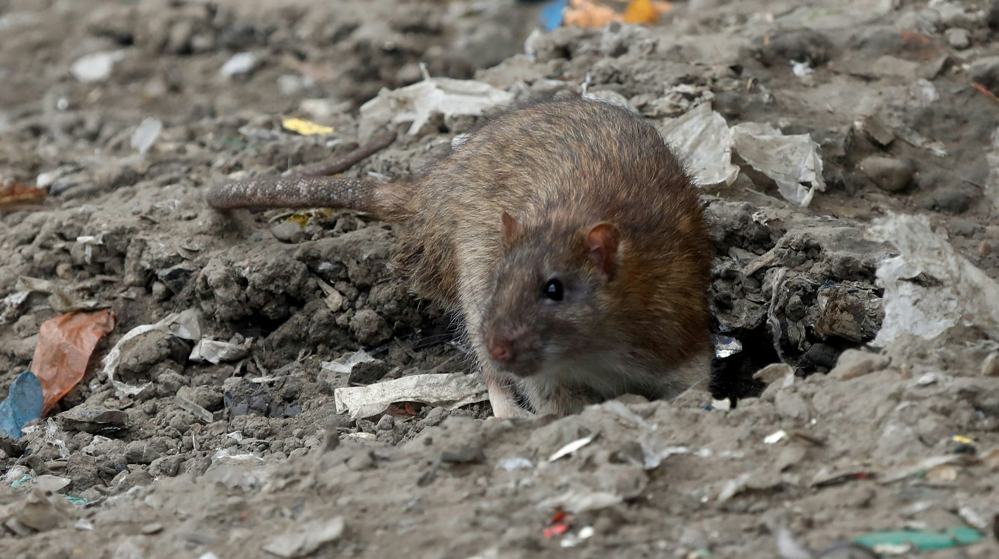 Eine Ratte kommt aus ihrem Bau heraus. Dieses Exemplar wurde am Kölnberg in Meschenich gesichtet.