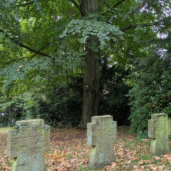 Eine Rotbuche auf dem Ehrenfriedhof Opladen
