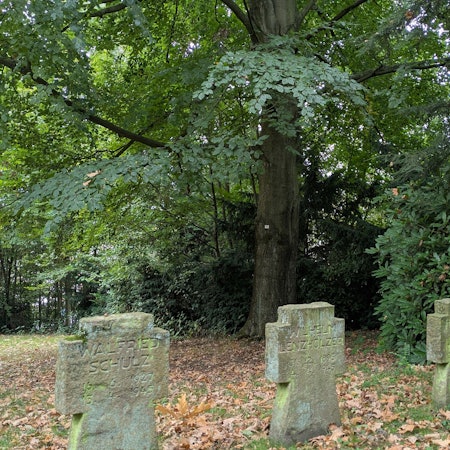 Eine Rotbuche auf dem Ehrenfriedhof Opladen