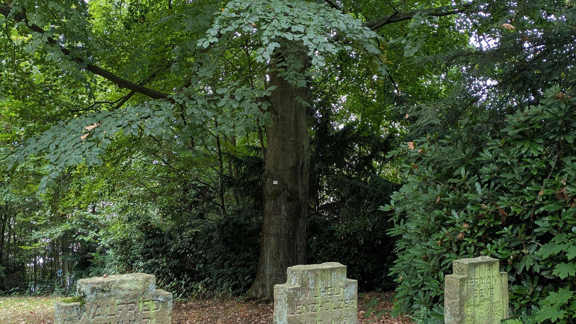 Eine Rotbuche auf dem Ehrenfriedhof Opladen