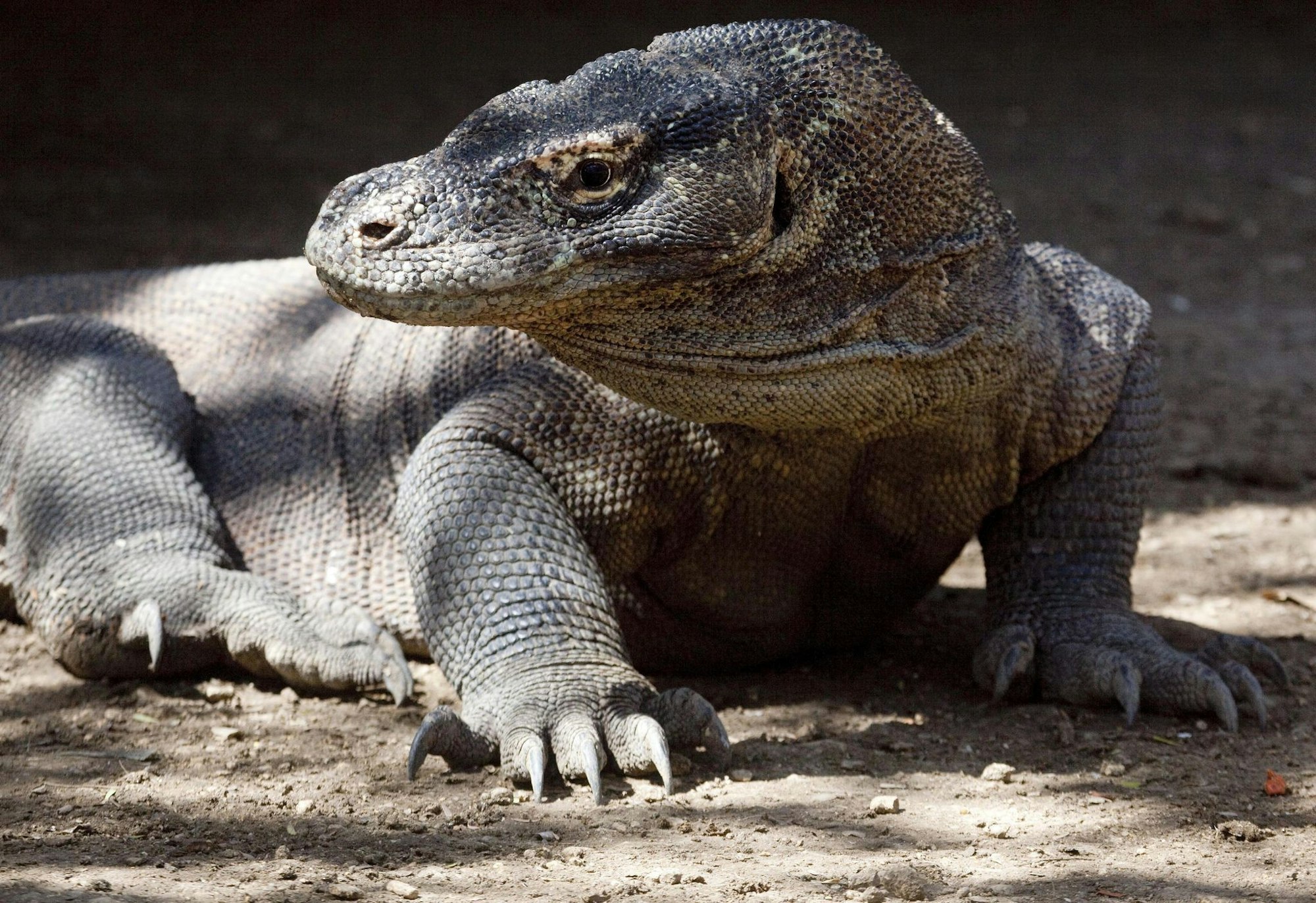 Komodo-Warane sind offiziell als «gefährdet» eingestuft. (Archivbild)