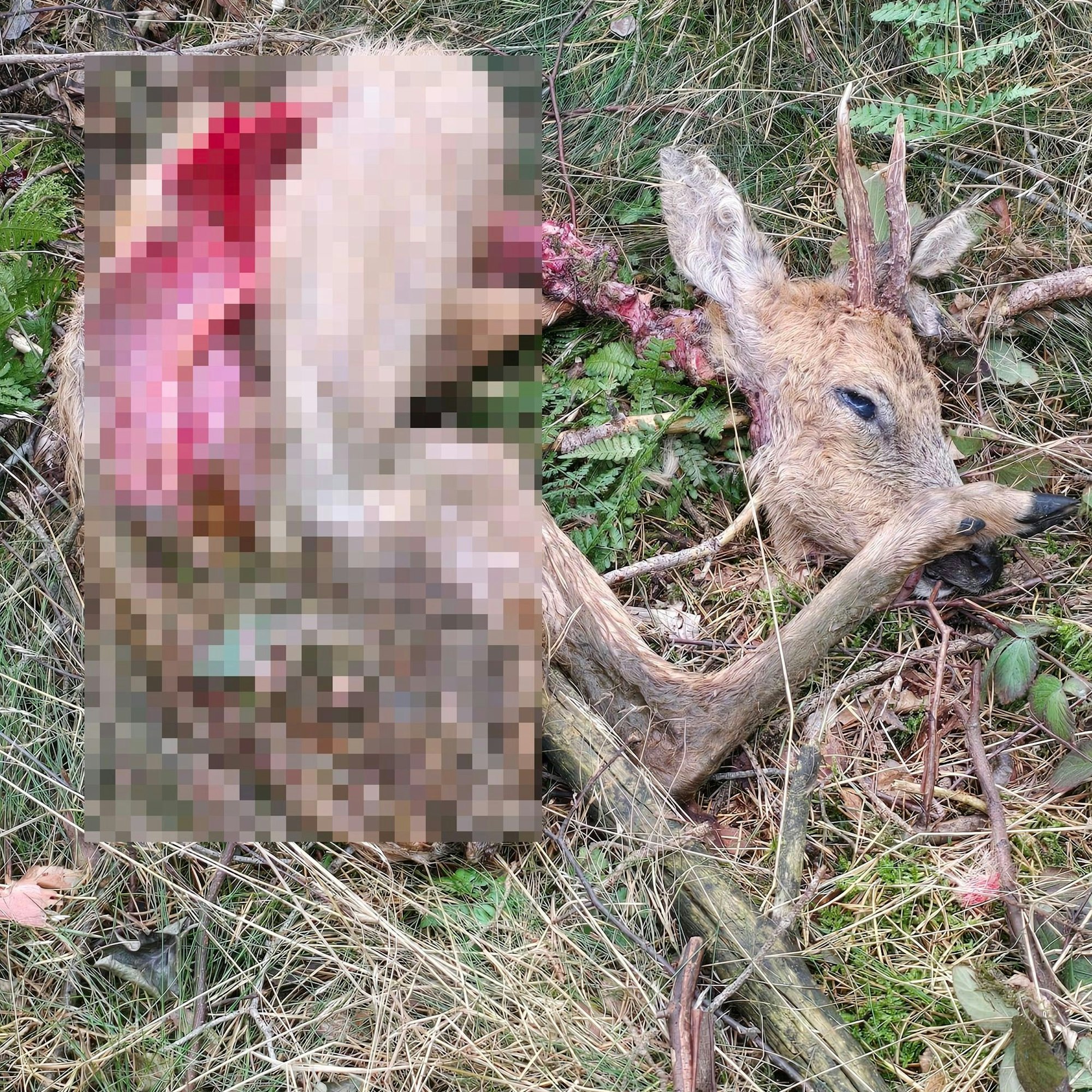 Ein mutmaßlich von einem Wolf gerissener Rehbock. Der aufgerissene Kadaver ist zum Teil verpixelt.