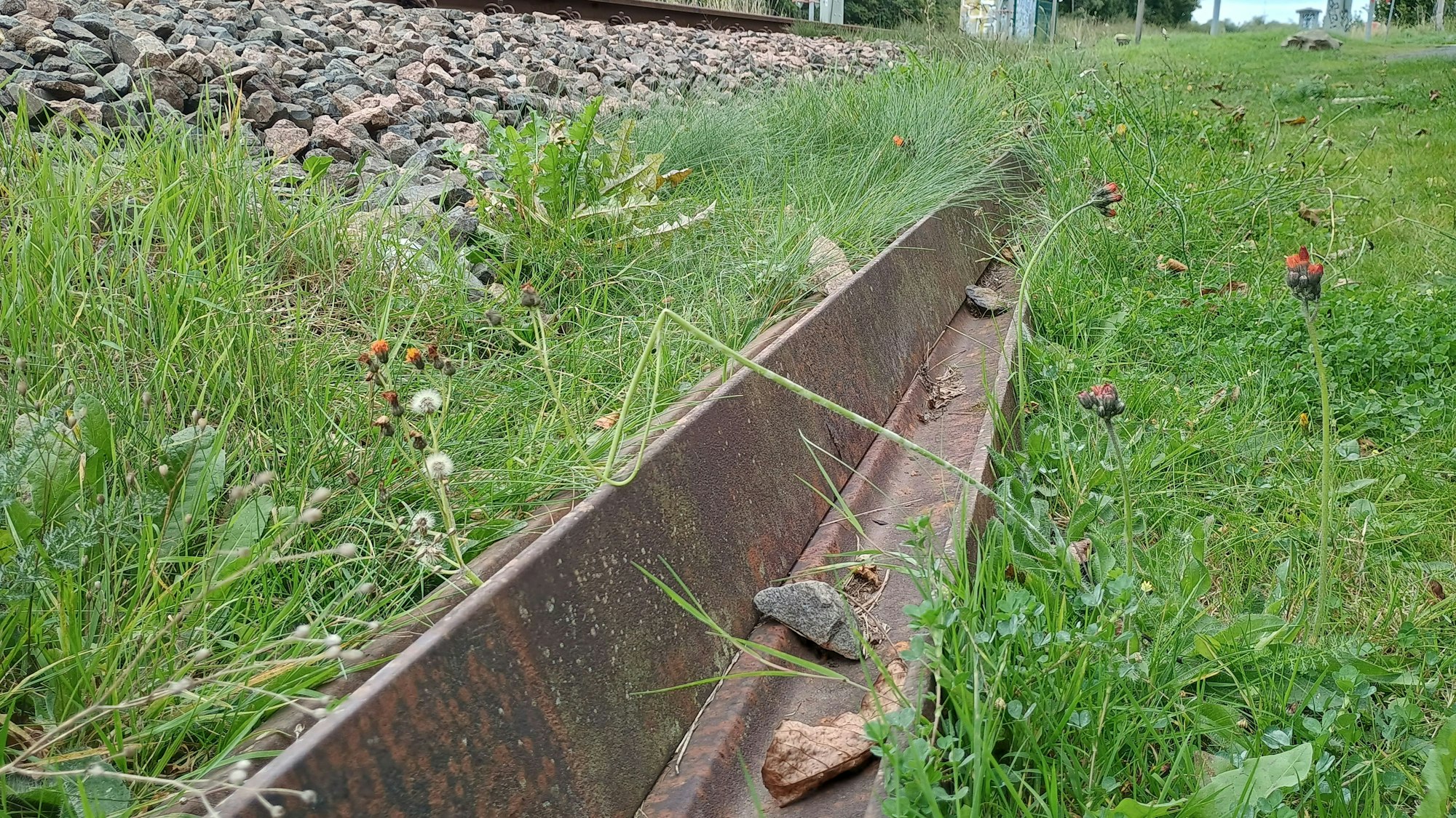 Das Bild zeigt zwei Schienen im Gras neben dem Gleisbett.