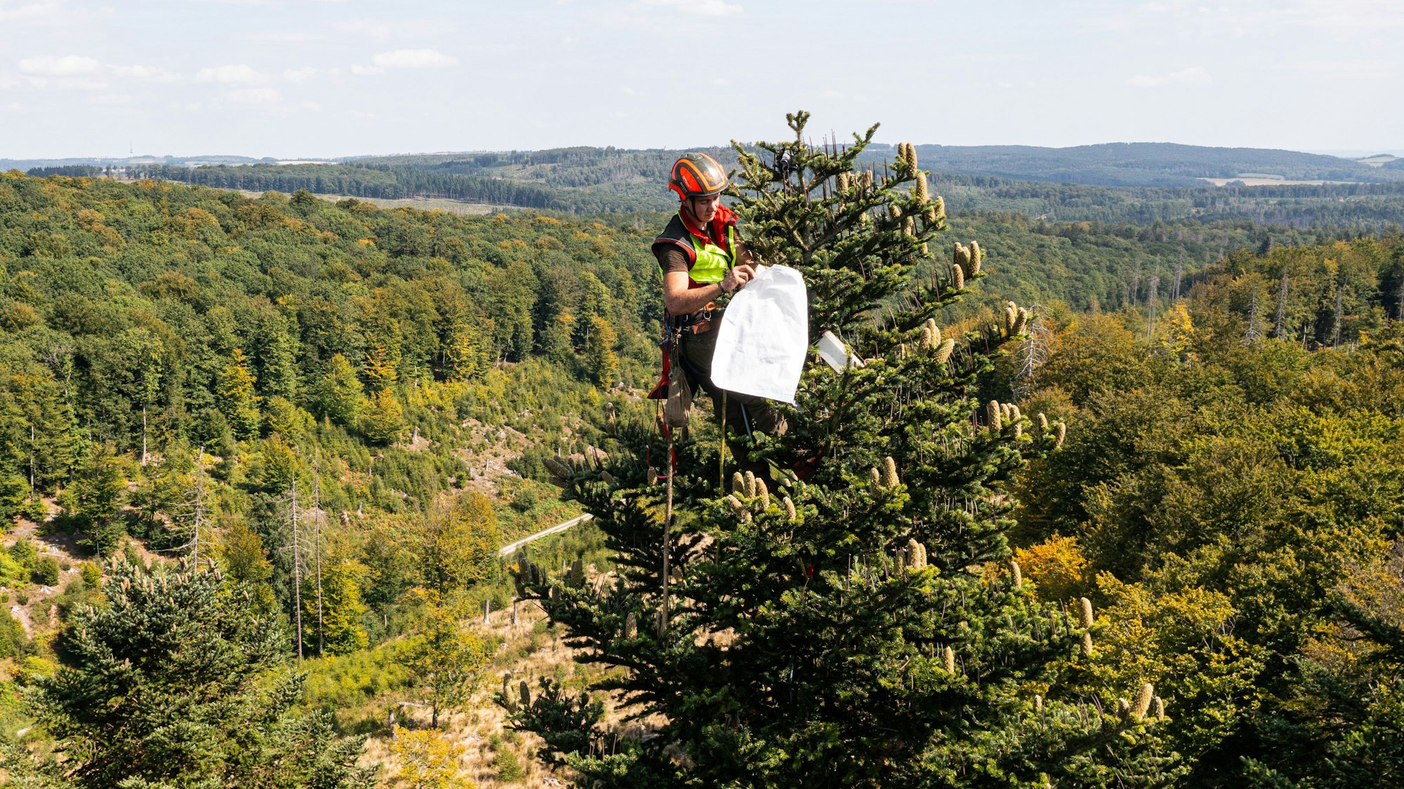Samenernte in den Wipfeln einer Weißtanne im Eggegebirge (Luftaufnahme mit einer Drohne). Der Wald soll angesichts des Klimawandels umgebaut werden. Damit geraten Baumarten in den Fokus, die mit langer Trockenheit besser leben können als die dominierende Fichte