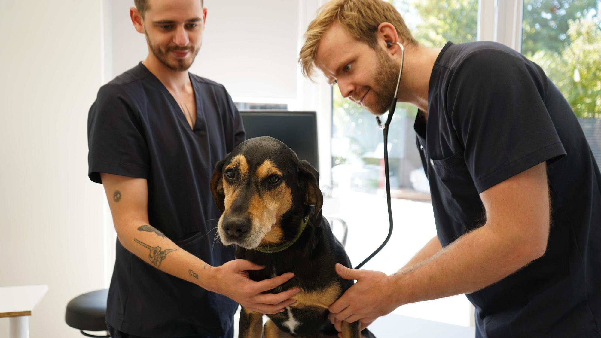 Das Foto zeigt Tierärzte, die einen Hund untersuchen.