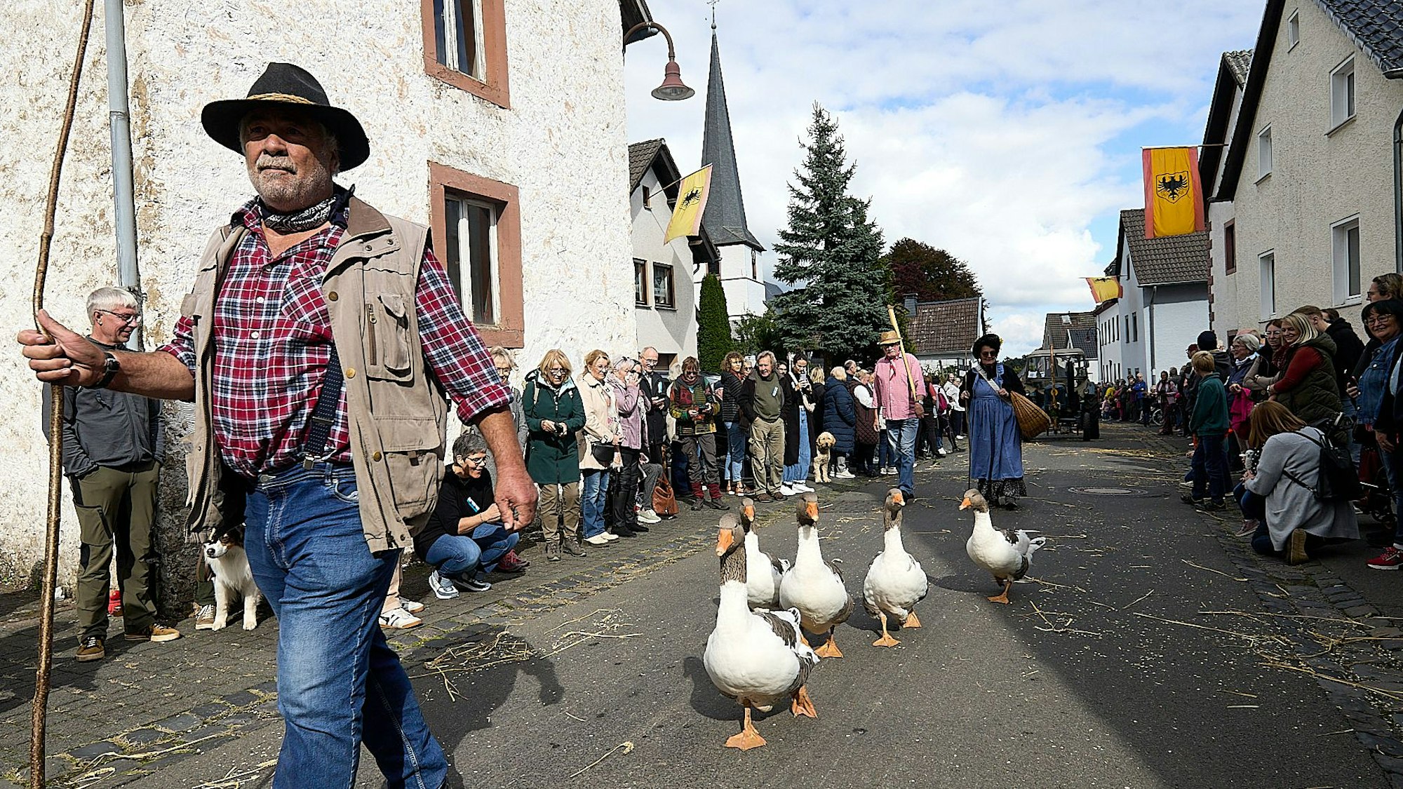 Hinter einem Mann watscheln fünf Gänse über eine Straße in Blankenheim-Dollendorf.