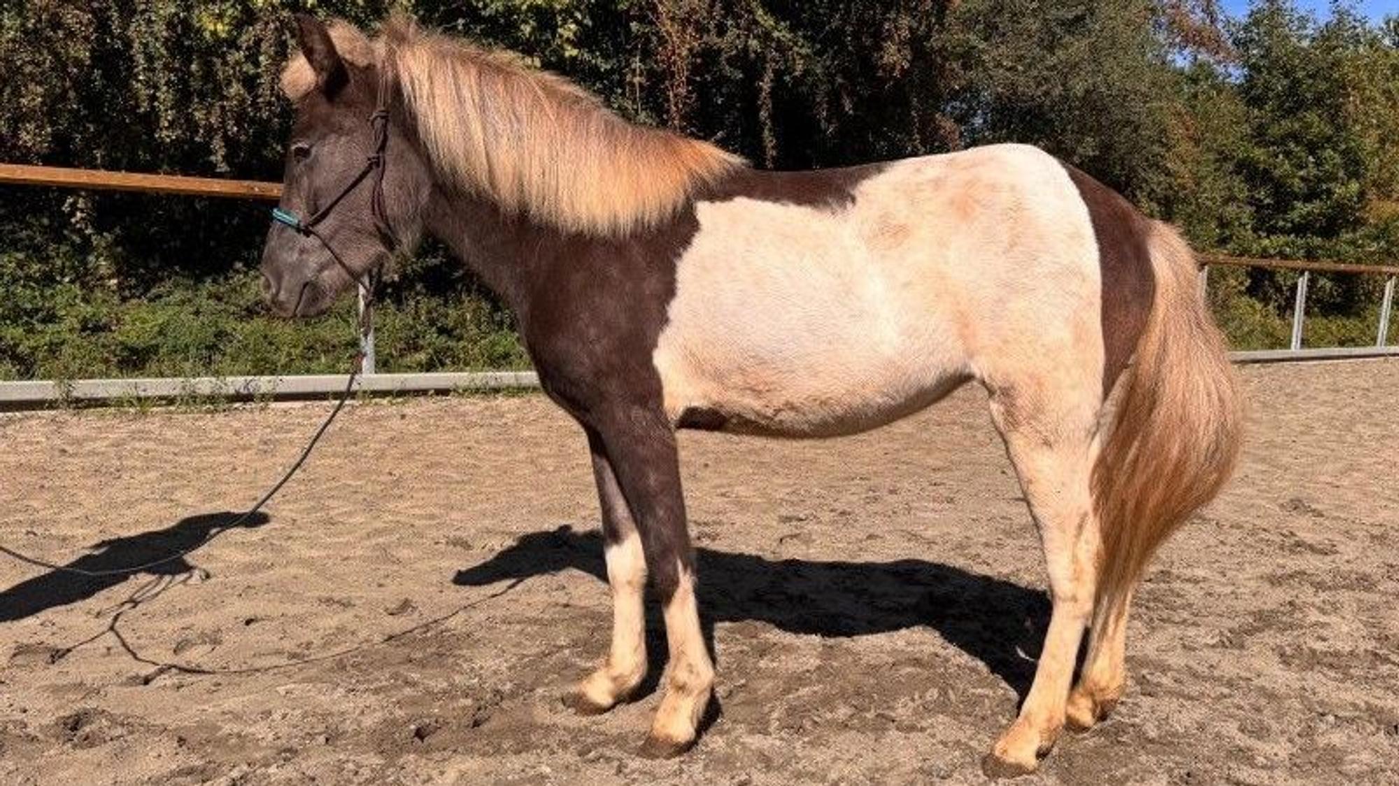 Die dreijährige Karlina vom Edgarshof ist eins von insgesamt sechs jungen Islandponys, die der Rhein-Sieg-Kreis aus schlechter Haltung rettete.