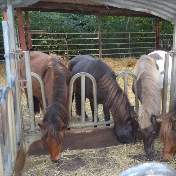 Endlich genug zu fressen: Die sechs Isländer können sich auf dem Hof von Dieter Pierkes den Bauch vollschlagen. Dort hatte sie der Rhein-Sieg-Kreis untergebracht.