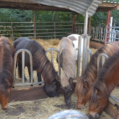 Endlich genug zu fressen: Die sechs Isländer können sich auf dem Hof von Dieter Pierkes den Bauch vollschlagen. Dort hatte sie der Rhein-Sieg-Kreis untergebracht.
