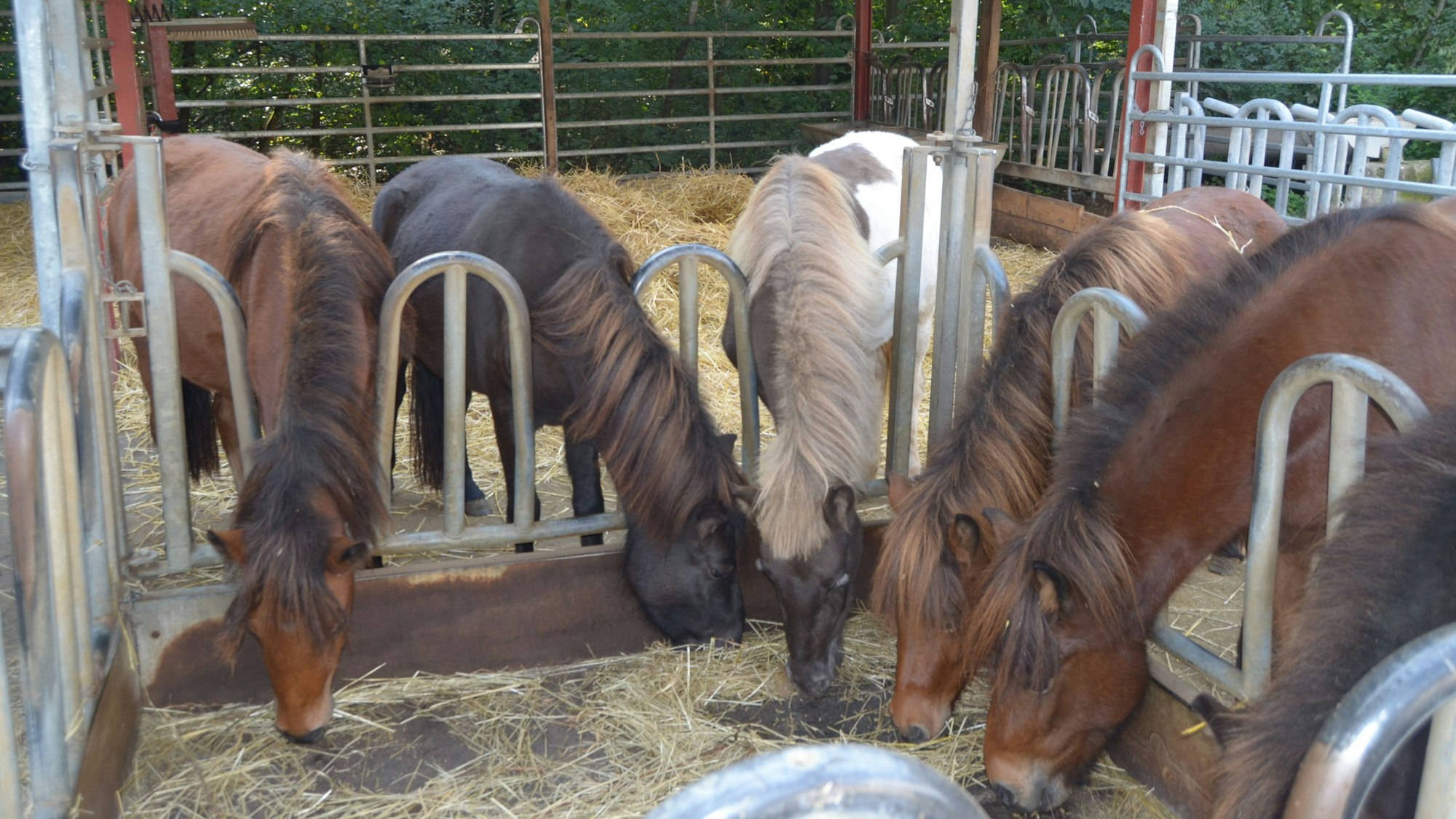 Endlich genug zu fressen: Die sechs Isländer können sich auf dem Hof von Dieter Pierkes den Bauch vollschlagen. Dort hatte sie der Rhein-Sieg-Kreis untergebracht.