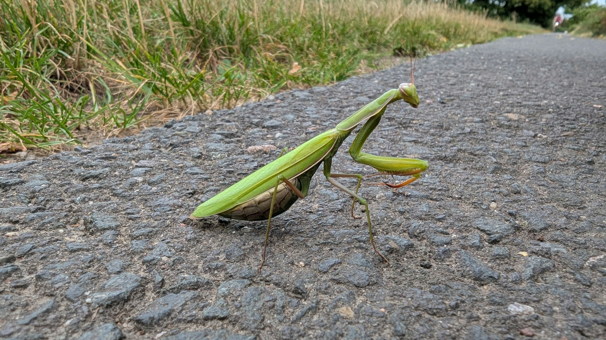 Eine Gottesanbeterin auf einem Weg im Messdorfer Feld in Bonn.