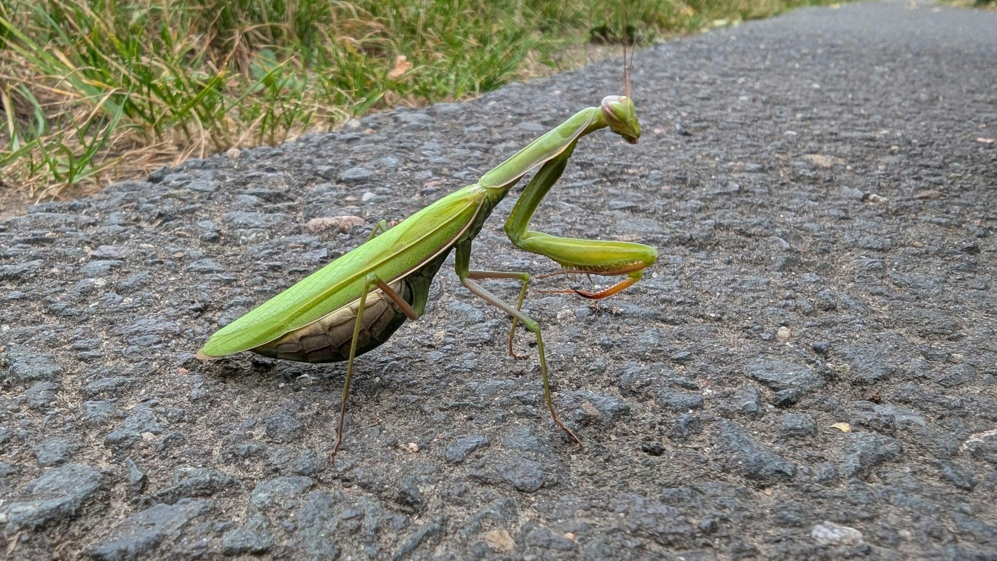 Eine Gottesanbeterin in auf dem Messdorfer Feld in Bonn.