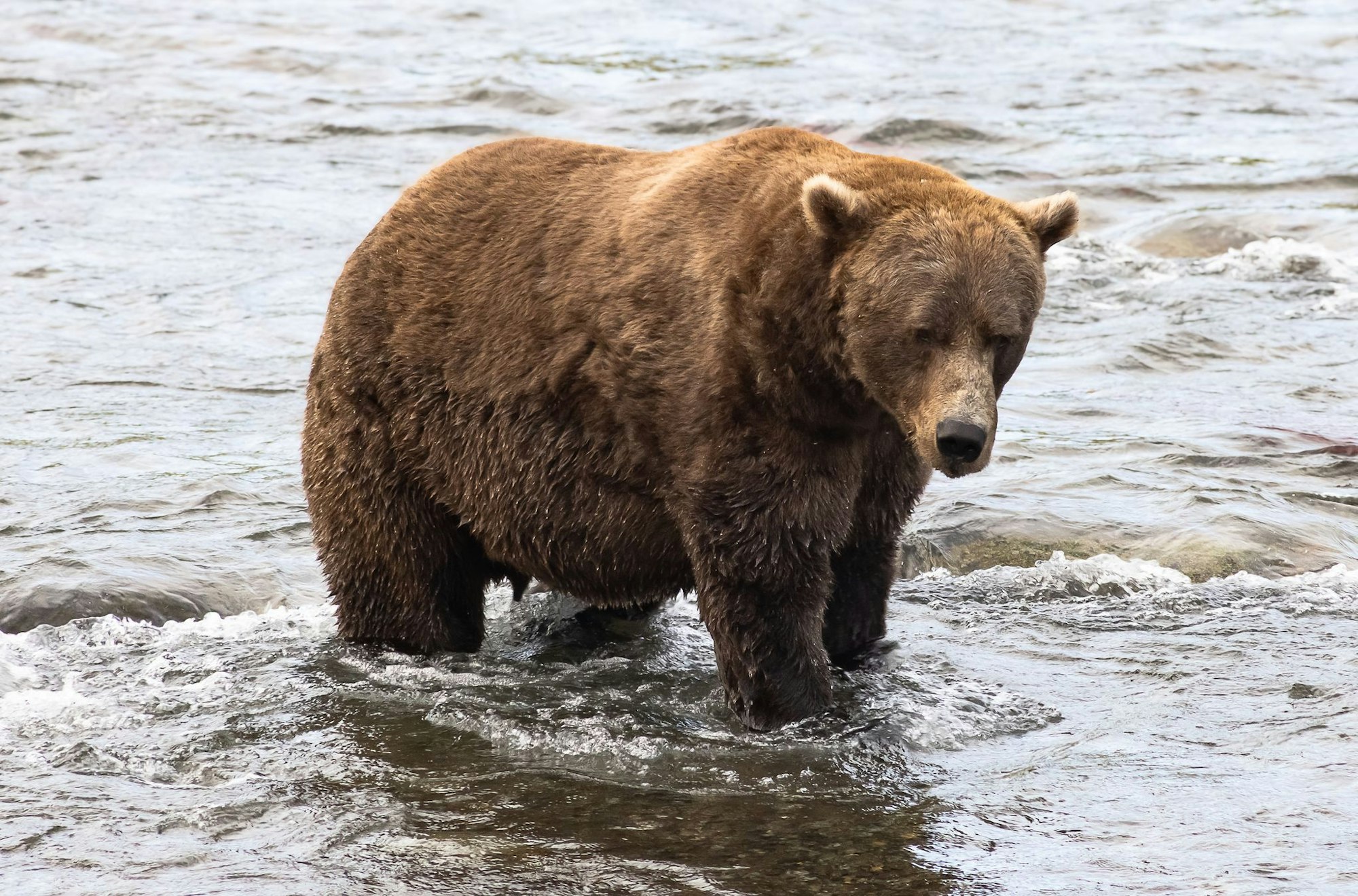 Braunbär Nr. 856 muss sich in der Endrunde mit dem zweiten Platz begnügen. (Handout)