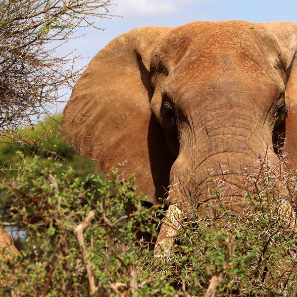 Ein Elefanten blickt über ein Gebüsch im Tsavo-Nationalpark