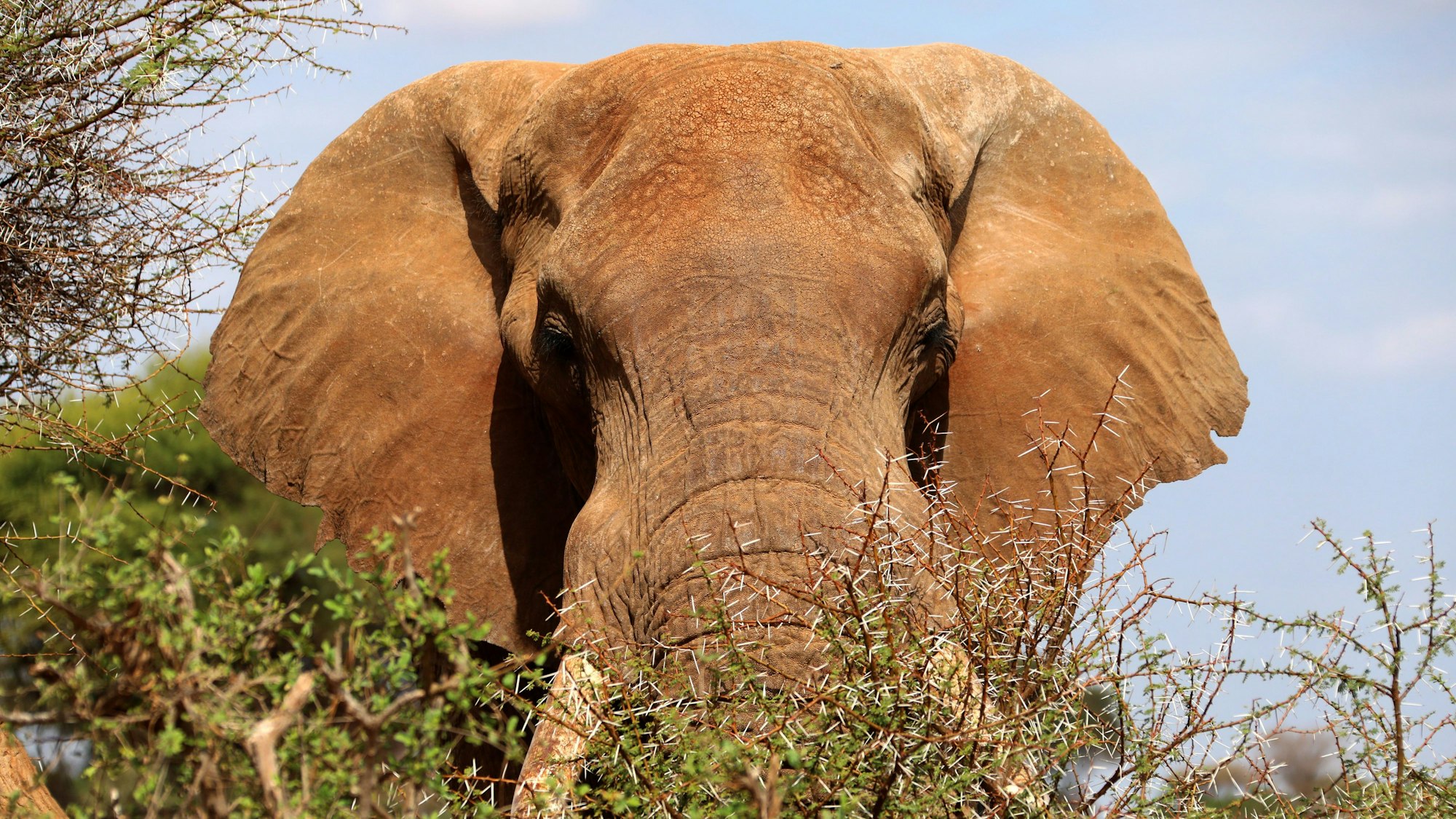 Ein Elefanten blickt über ein Gebüsch im Tsavo-Nationalpark