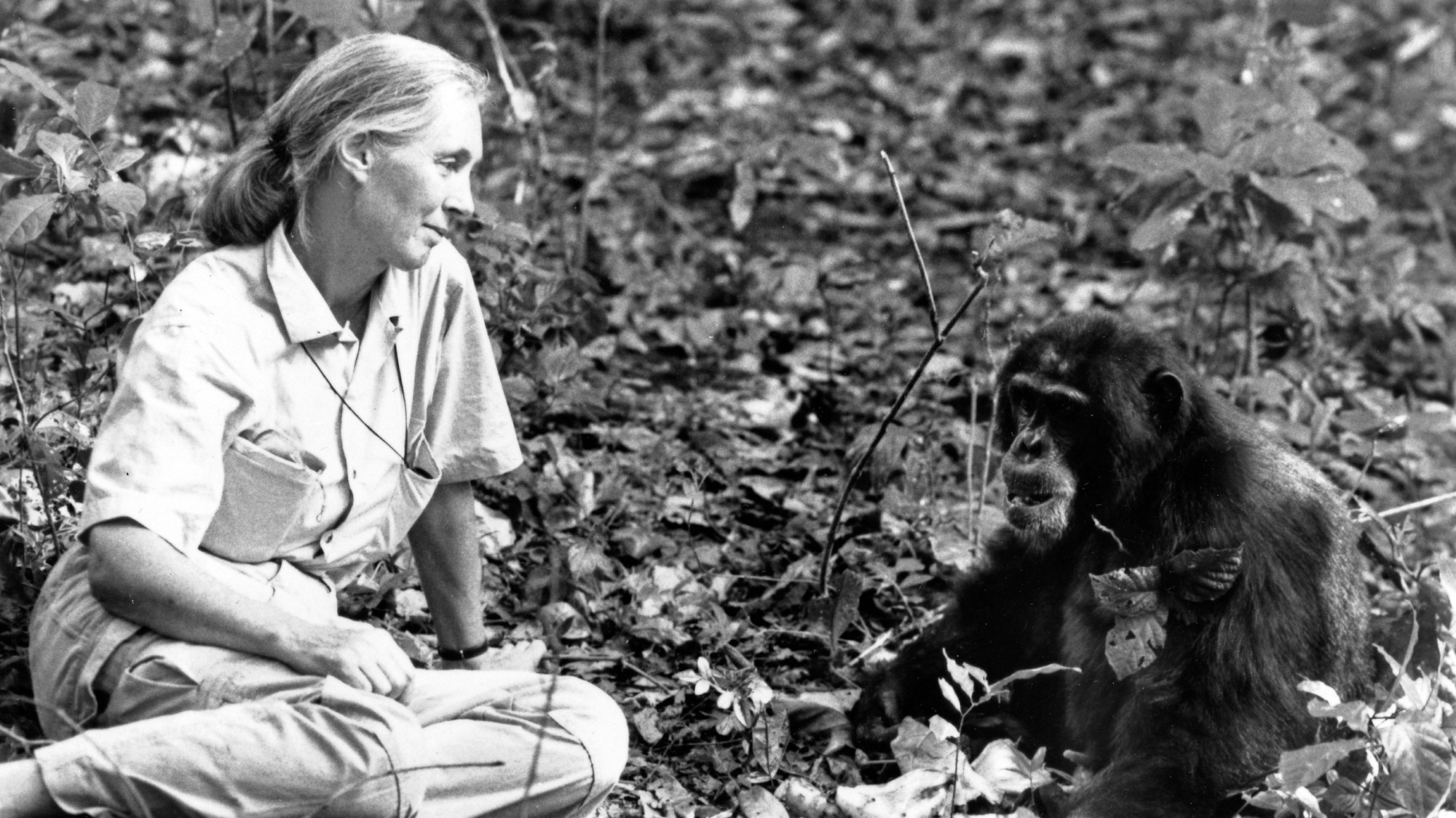 Jane Goodall