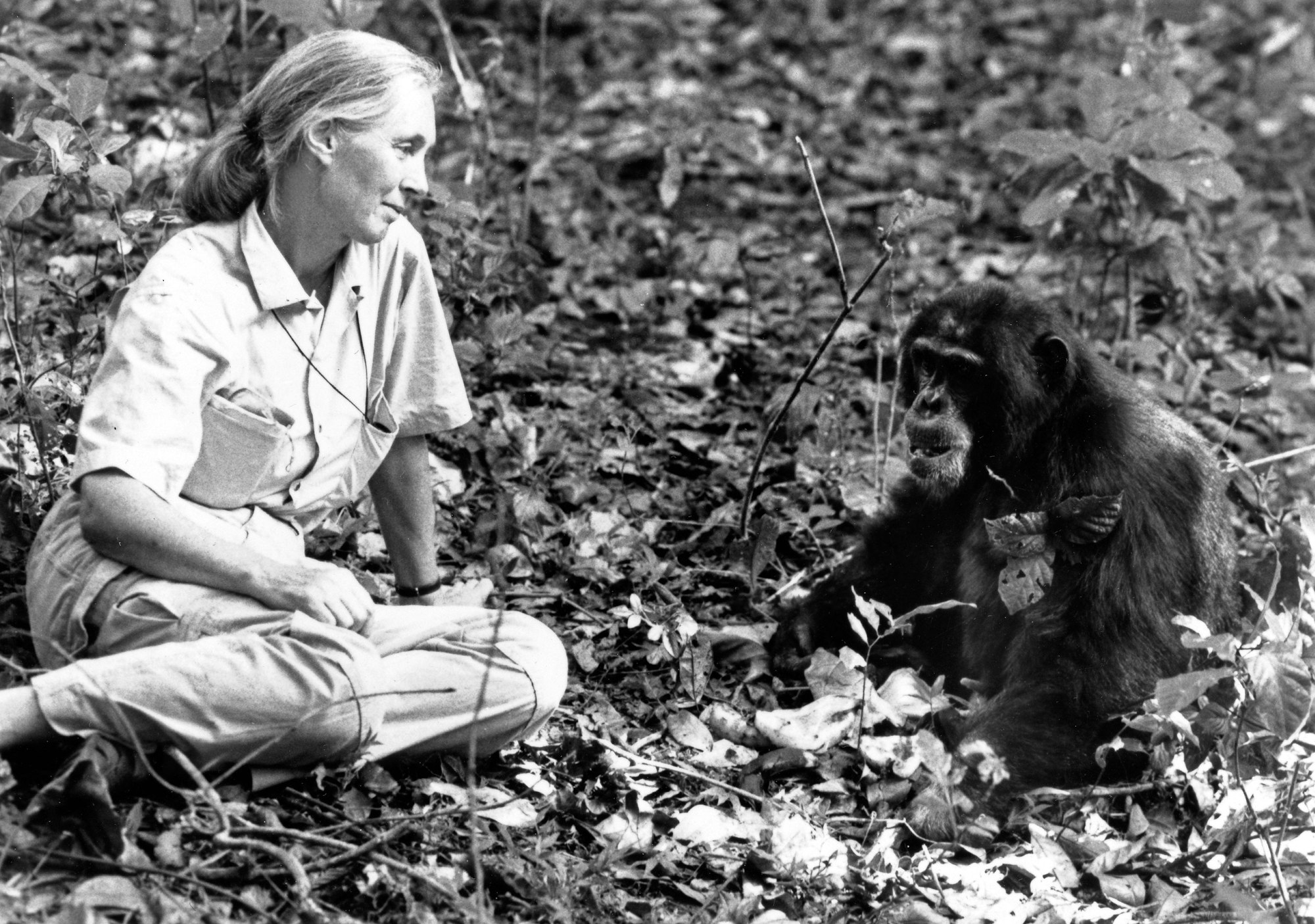 Die britische Verhaltensforscherin Jane Goodall bei ihren Schimpansen.(Archivbild)