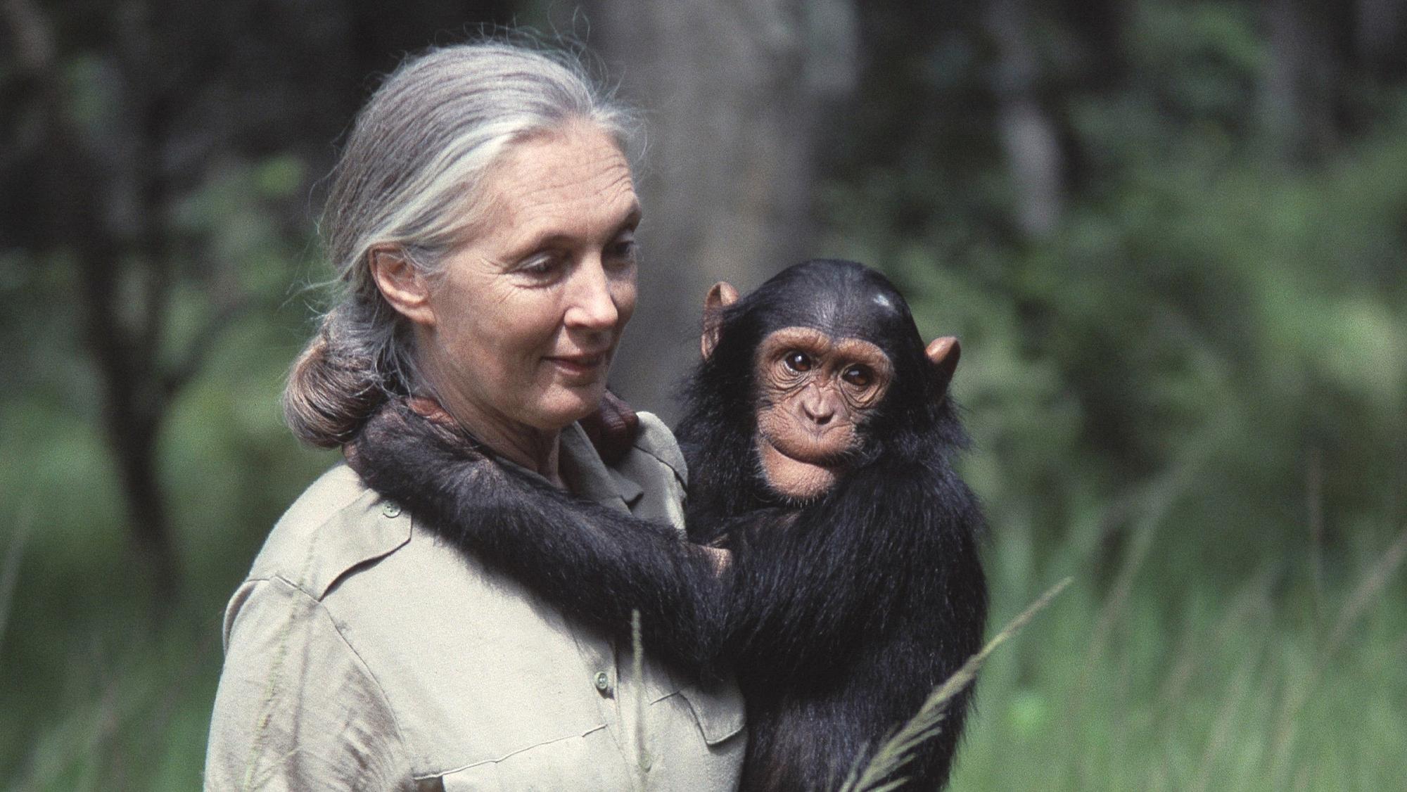 Jane Goodall mit einem jungen Schimpansen in Sambia. Die weltberühmte Forscherin ist im Alter von 91 Jahren gestorben. (Archivbild)