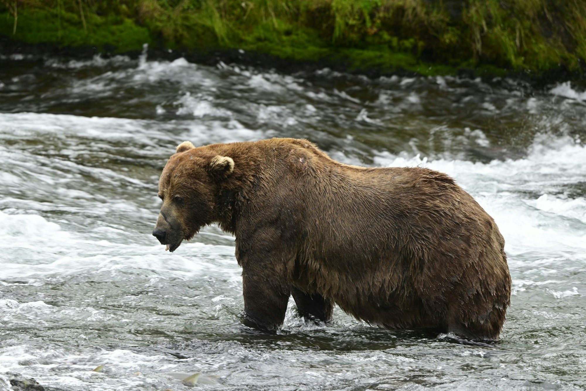 Braunbär 32 «Chunk» ist im Juli noch deutlich schlanker. (Handout)