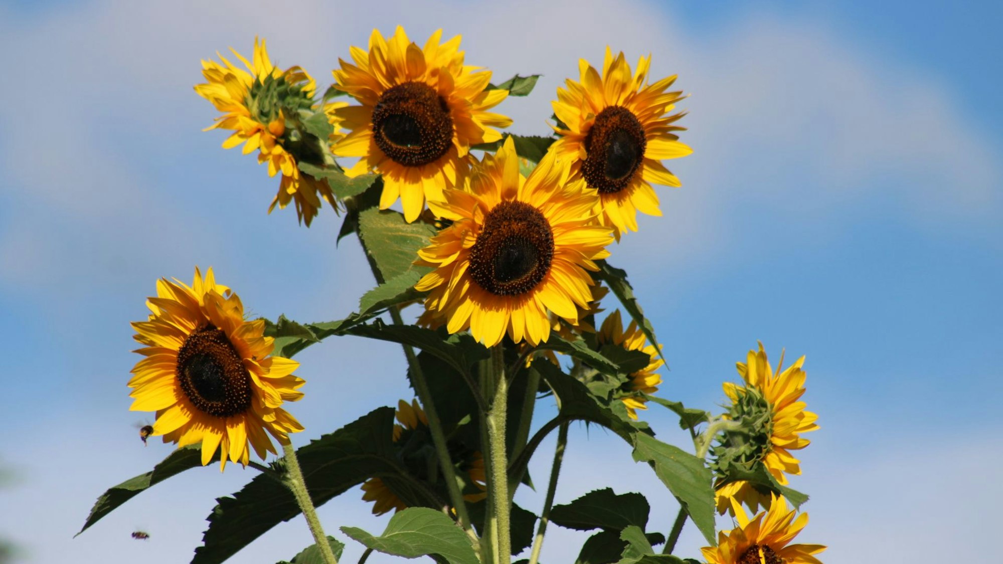 Mehrere Sonnenblumen.
